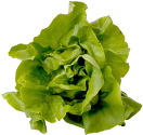 lettuce
